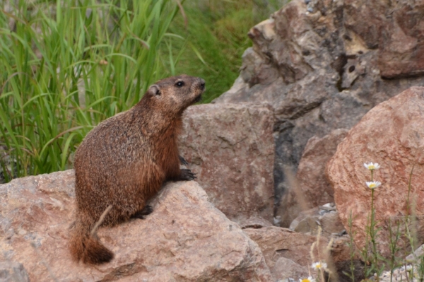 Photo of Marmota monax by <a href="http://www.adventurevalley.com/larry">Larry Halverson</a>